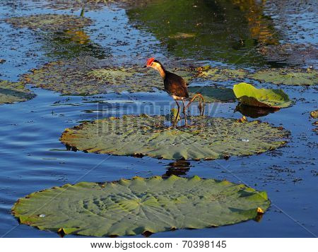 Comb-crested Jacana, Irediparra gallinacea