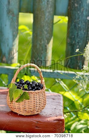 Fresh black currant in the basket