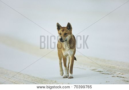 Australian Dingo on beach