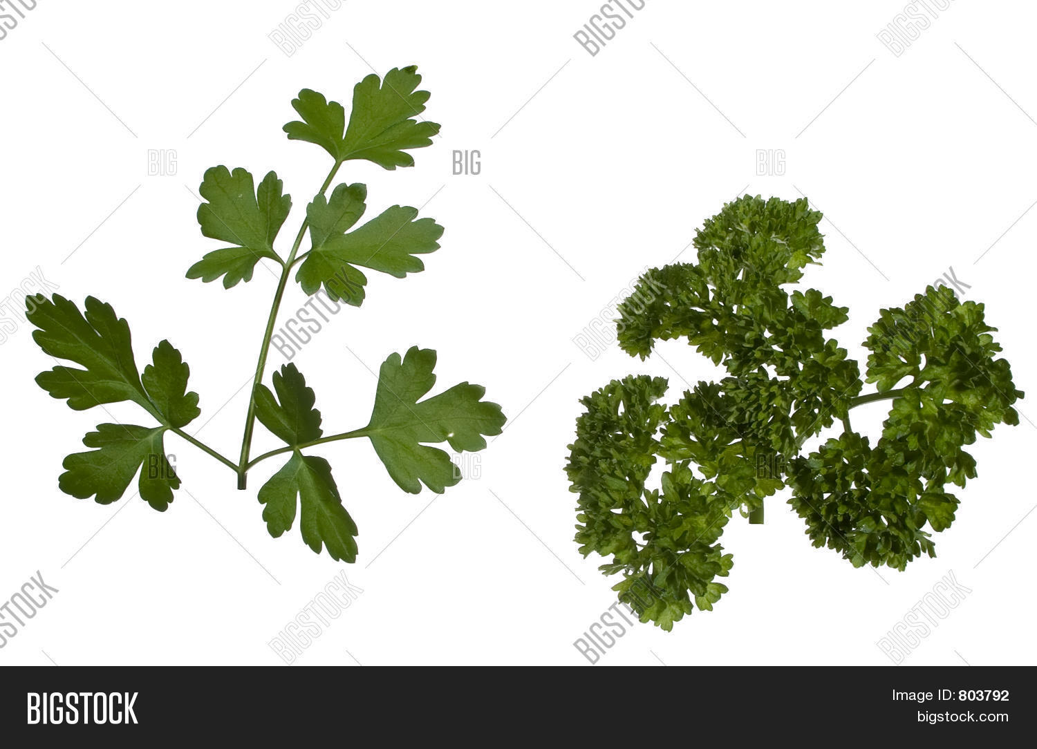 Two Types Parsley Image & Photo (Free Trial) Bigstock