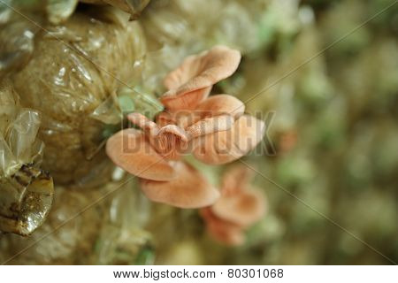 Pink Oyster Mushroom (pleurotus Djamor) On Spawn Bags