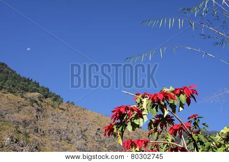 Flowers in the Himalayas