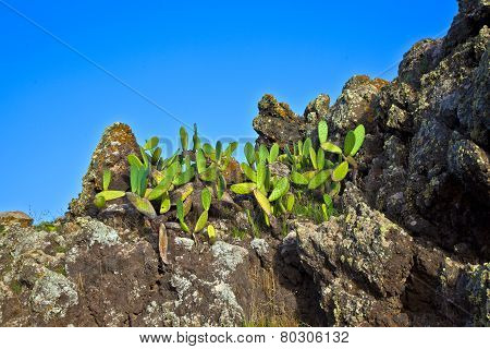 Detail Of Large Cactus