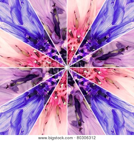Cornflower Flower Center Collage Made Of Different Flowers