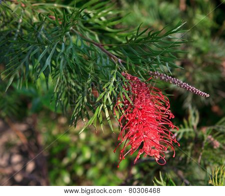 Grevillea juniperina.