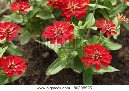 Red Zinnia Flower