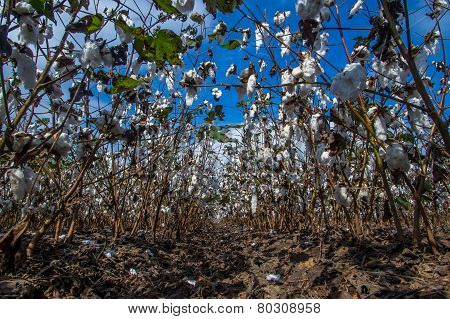 Raw Cotton Growing in a Field with Blue Skies