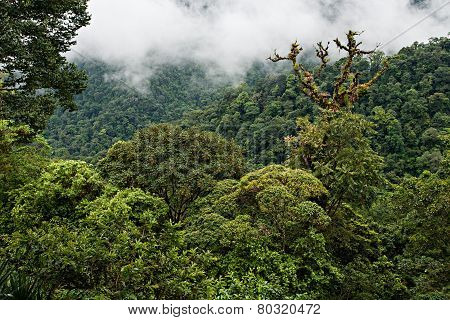 Rain Forest