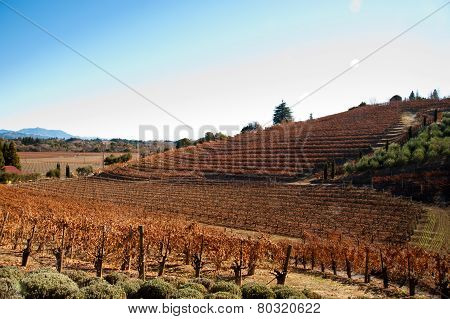 Vineyard