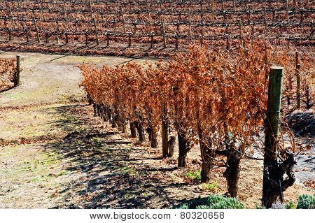 Vineyard