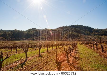 Vineyard