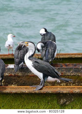 Australian Pied Cormorant