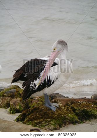 Australian pelican on the beach
