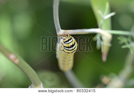 Black Swallowtail Caterpillar (papilio Polyxenes)