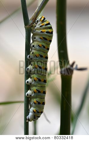 Black Swallowtail Caterpillar (papilio Polyxenes)