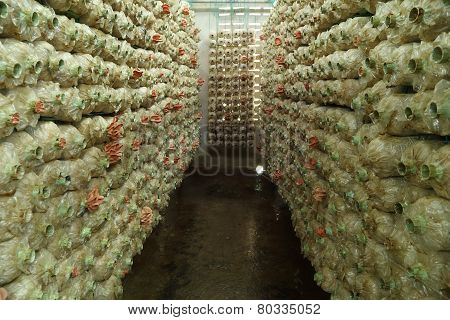 Pink Oyster Mushroom (pleurotus Djamor) On Spawn Bags