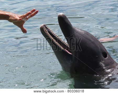 Dolphin smiling