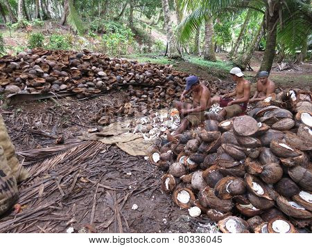 Shucking coconuts