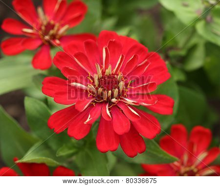 Red Zinnia Flower