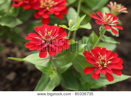 Red Zinnia Flower