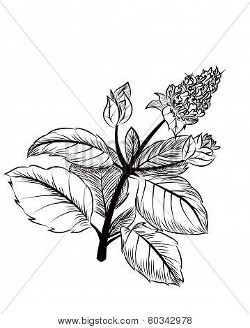 Peppermint