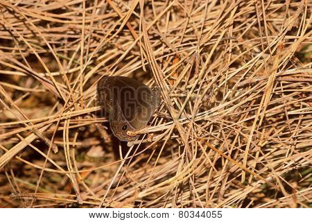 Brown Butterfly
