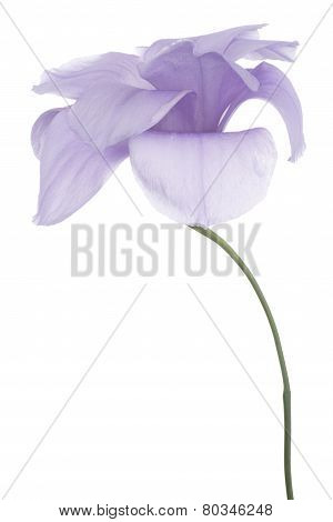 Eustoma