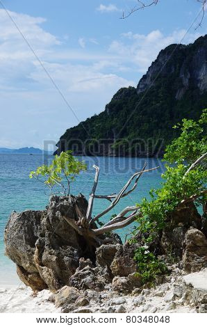 Thailand Delight