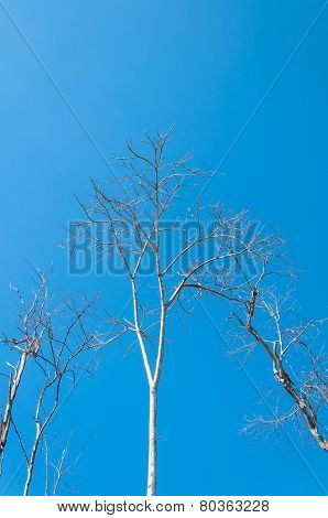 Dead tree