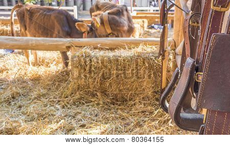 Riding Horse Equipment