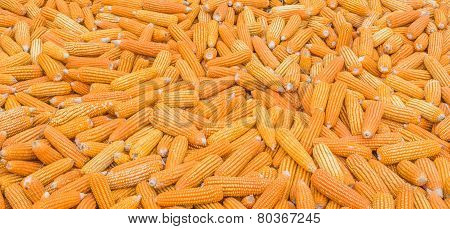 Image Of Dry Corn For Background Usage