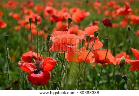 poppy field