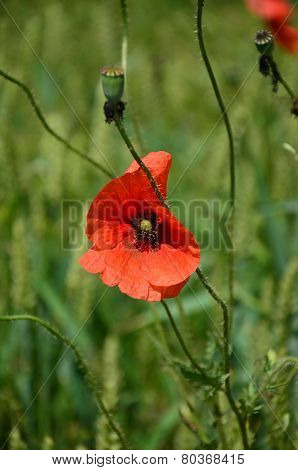 single poppy