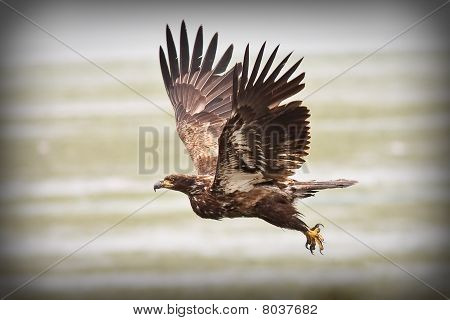 Unge Bald Eagle