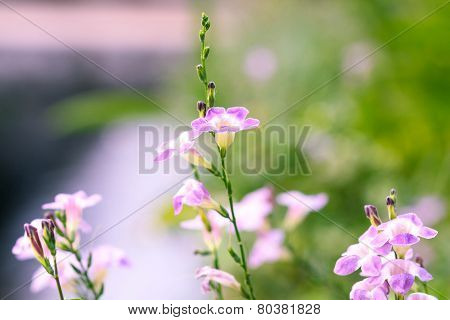 fresh tropical meadow background
