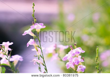 fresh tropical meadow background