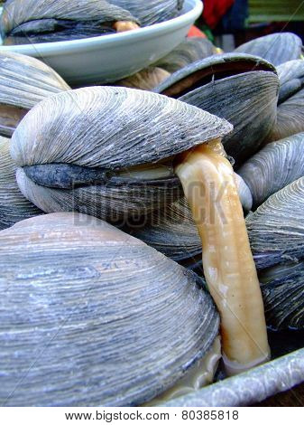 Mussels