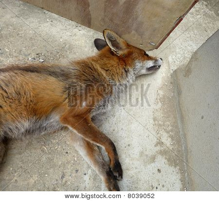 Ölü Fox