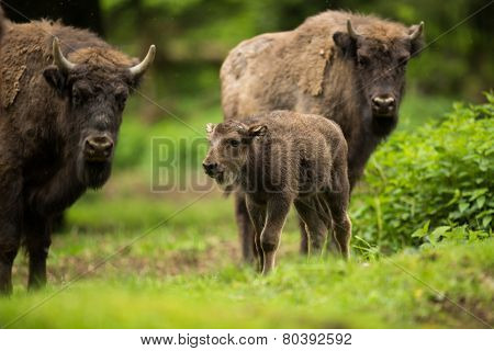 European bison (Bison bonasus)