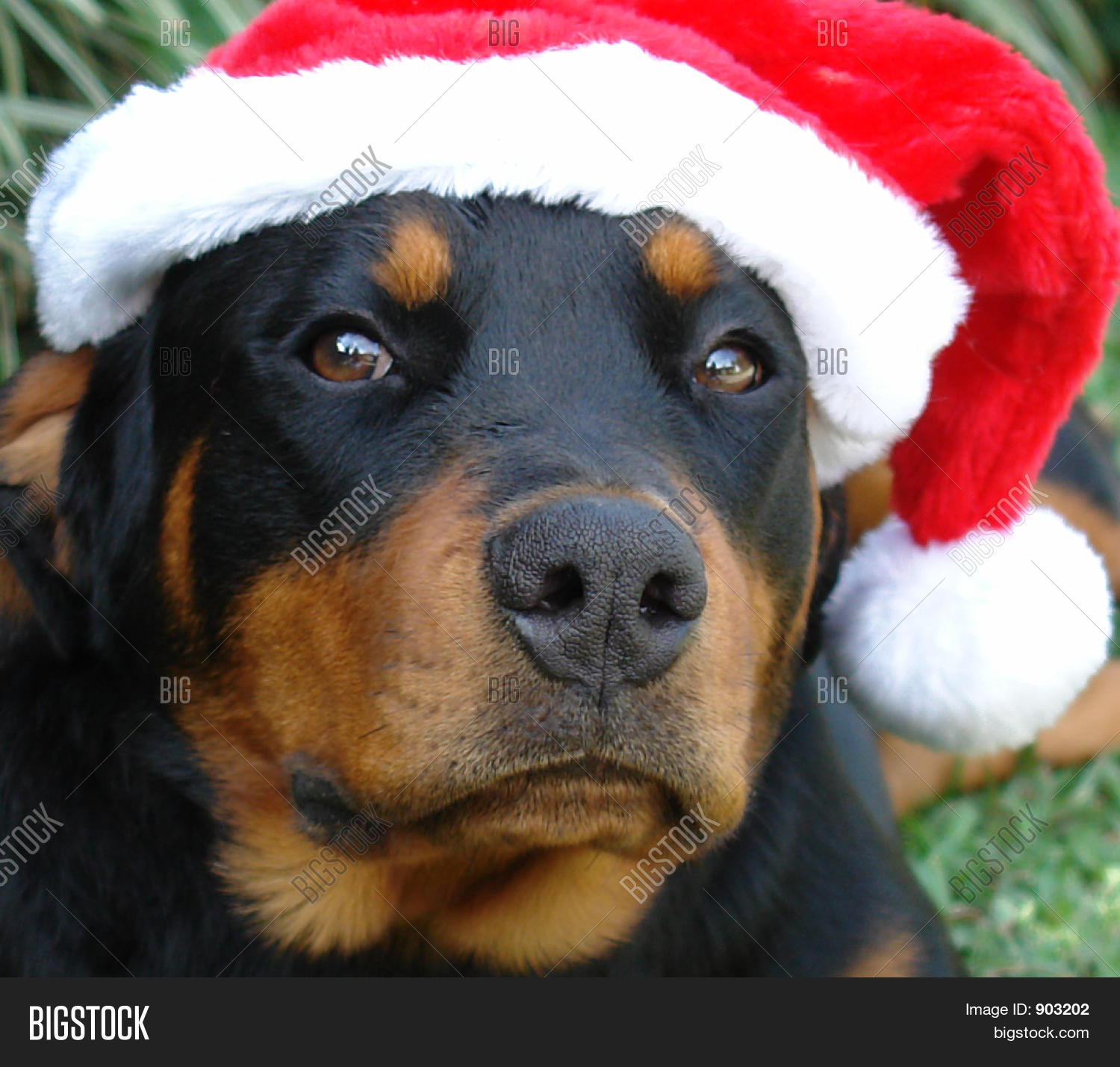 Rottweiler Santa Image & Photo (Free Trial) Bigstock