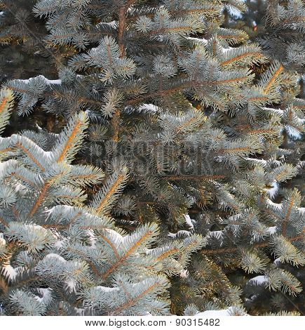 Silver Fir (Abies alba)