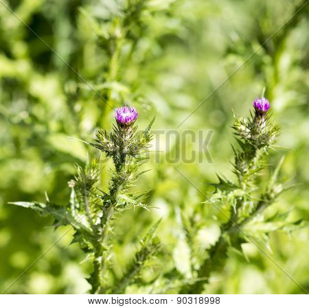 Flower Of Cardus