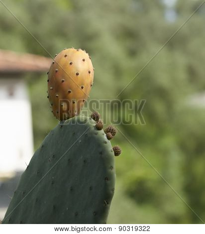 Opuntia Ficus