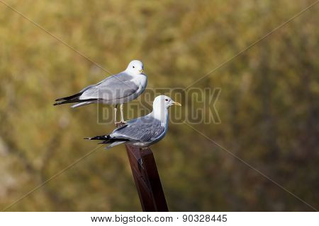 Two common gulls sitting on a a sculpture