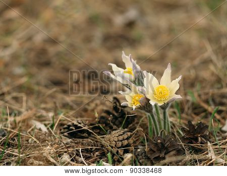 flower Pulsatilla