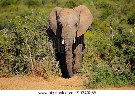 Large African elephant (Loxodonta africana), Addo Elephant National park, South Africa