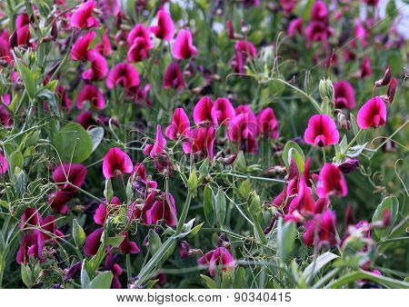 Sweet Pea