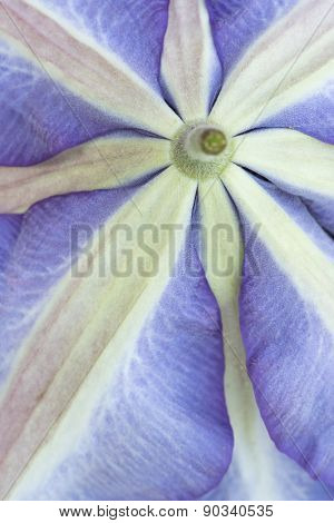 Close-up of purple Clematis underside