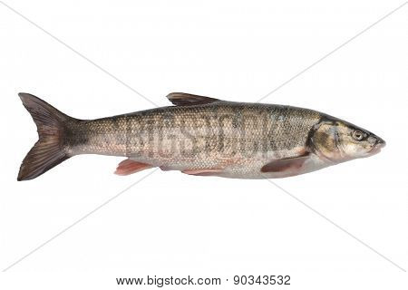 Freshly caught sea fish Far Eastern dace inhabits the Sea of Japan