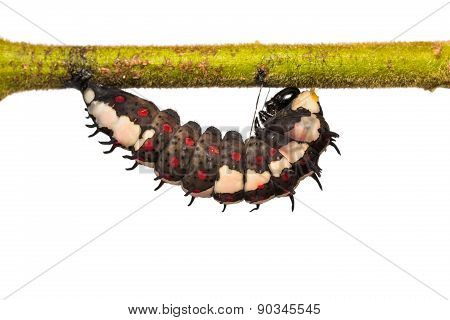 Mature Common Mime Caterpillar